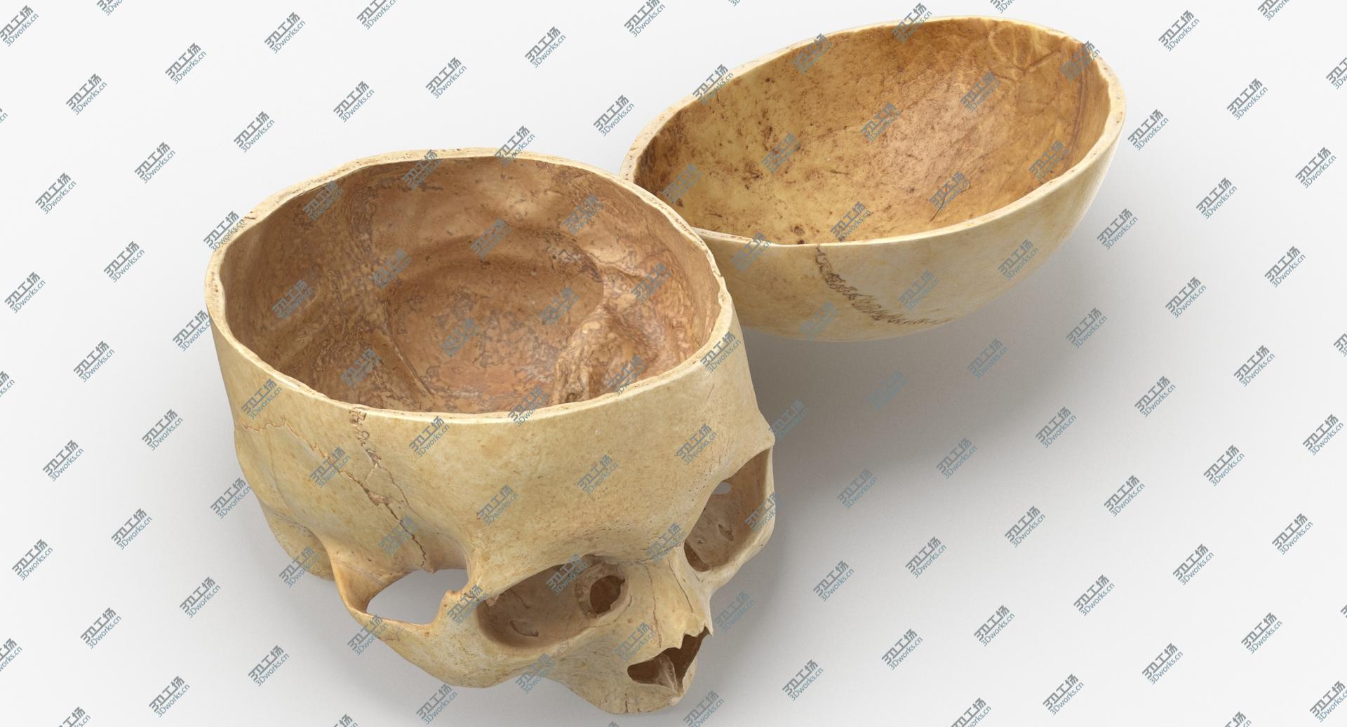 images/goods_img/202104091/3D Real Human Skull Cranial 02 Cut With Piece Pose 01/1.jpg